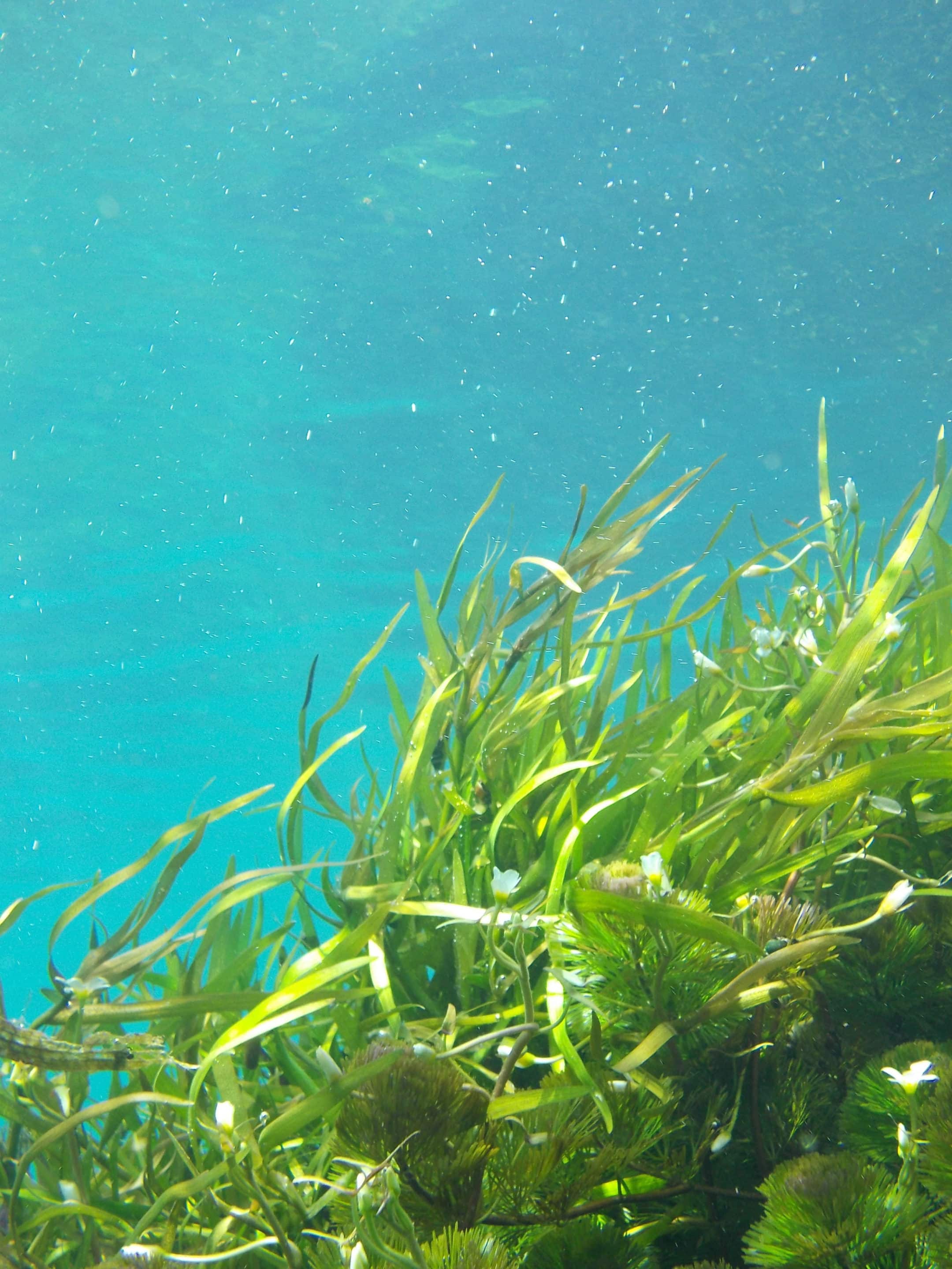Des algues sous une eau turquoise.